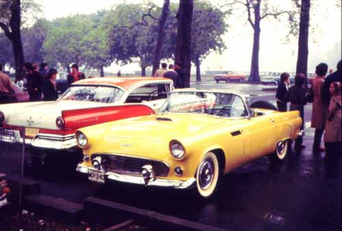 Yellow T Bird